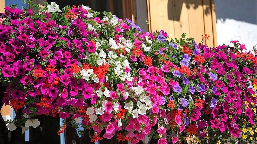 fleurs d'été pour les balcons