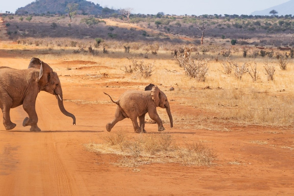 elephants afrique safari